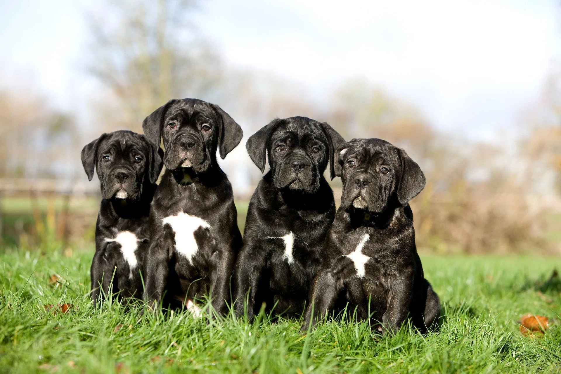 Four black Cane Corso puppies with white chest markings sitting in the grass