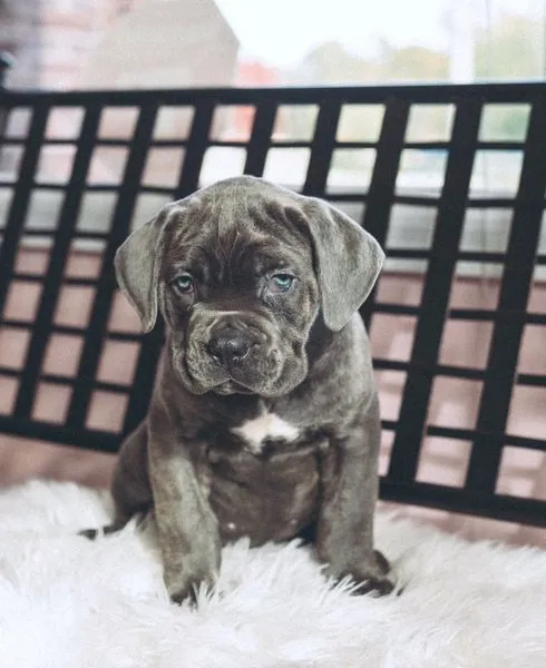 Alexander, a seven-week-old blue Cane Corso puppy with a white chest patch