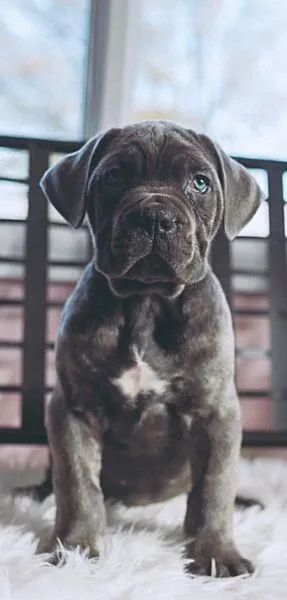 Alexander the blue Cane Corso puppy sitting squarely for the camera