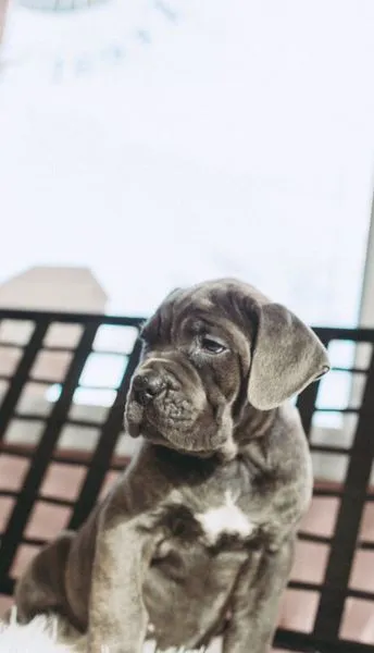 Alexander the blue Cane Corso puppy gazing up from a white sheepskin rug