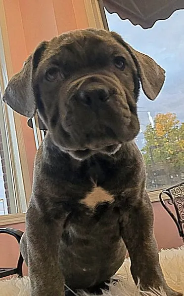 Alfredo, a seven-week-old blue Cane Corso puppy, sitting by a sunlit window