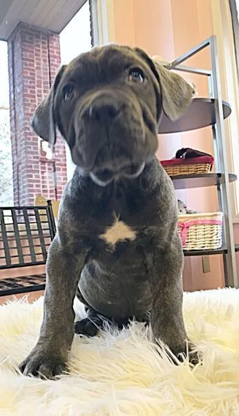 Alfredo the blue Cane Corso puppy sitting on a white rug indoors