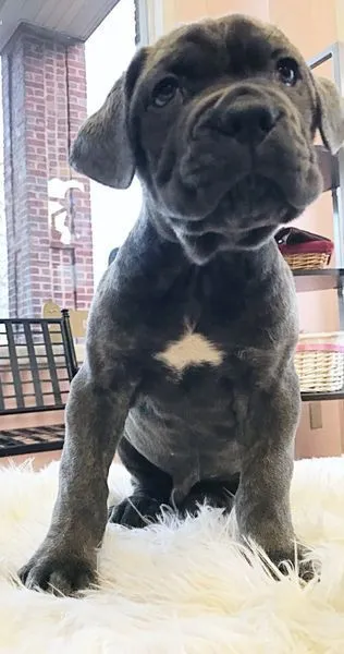 Alfredo the blue Cane Corso puppy looking straight into the camera