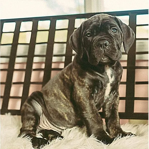 Antonio, a seven-week-old brindle Cane Corso puppy, sitting on a white rug