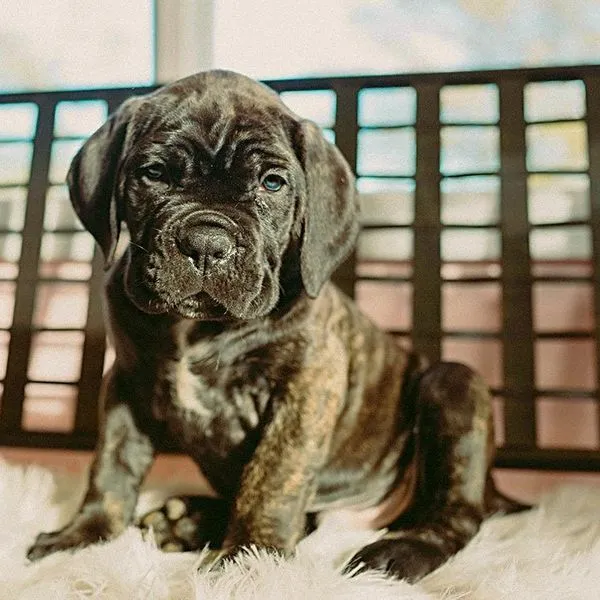 Antonio the brindle Cane Corso puppy showing his white chest marking