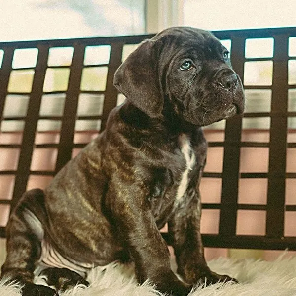 Antonio the brindle Cane Corso puppy sitting in profile beside a window