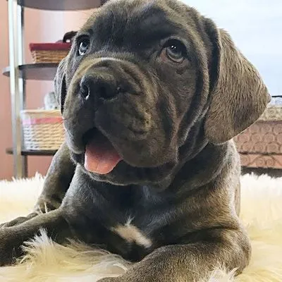 Apollo, a seven-week-old blue Cane Corso puppy, resting on a sheepskin rug