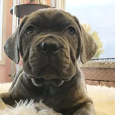 Apollo the blue Cane Corso puppy sitting up with his tongue out