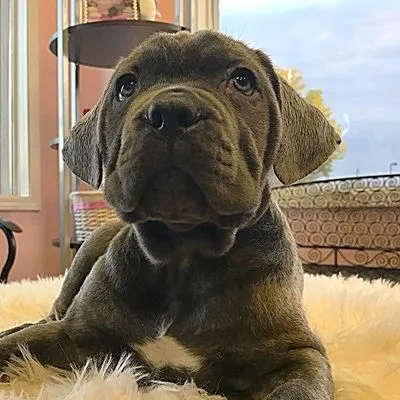 Apollo the blue Cane Corso puppy looking over his shoulder at the camera