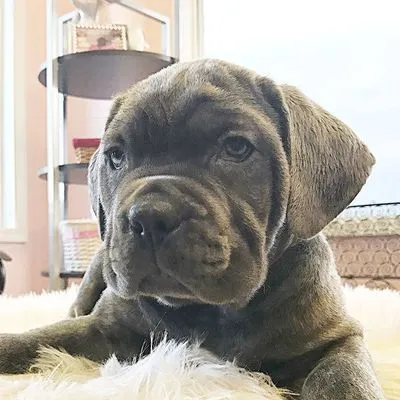 Close-up of Apollo, a blue Cane Corso puppy with soft folded ears