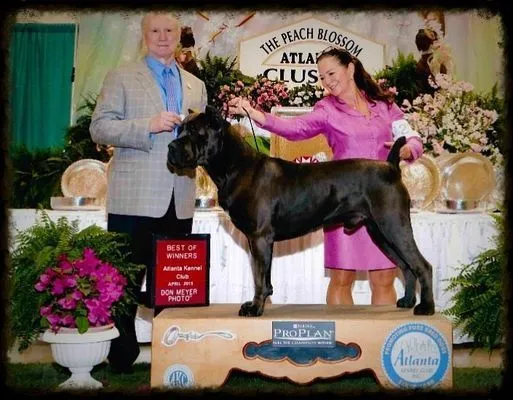 Black Cane Corso taking Best of Winners at the Atlanta Kennel Club show