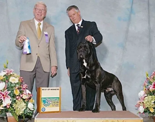 Black Cane Corso stacked with its judge and handler after a Best of Winners award