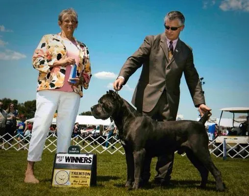 Black Cane Corso beside its Best of Winners sign at the Trenton Kennel Club show