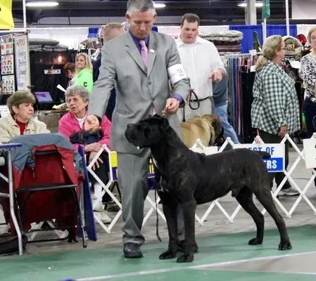 Black Cane Corso gaiting on lead with its handler at an indoor show