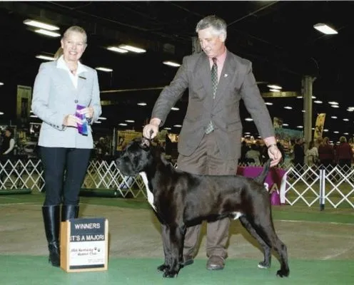 Black Cane Corso beside a Winners sign marking a major point win
