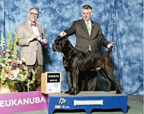 Black Cane Corso taking Winners Dog with a major at a Eukanuba-sponsored show