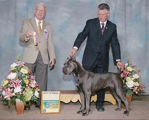 Blue Cane Corso with its Best of Breed award among the floral ring displays