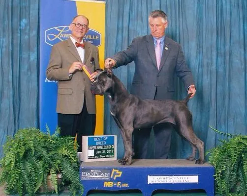 Blue Cane Corso taking Best of Breed at the Lawrenceville Kennel Club