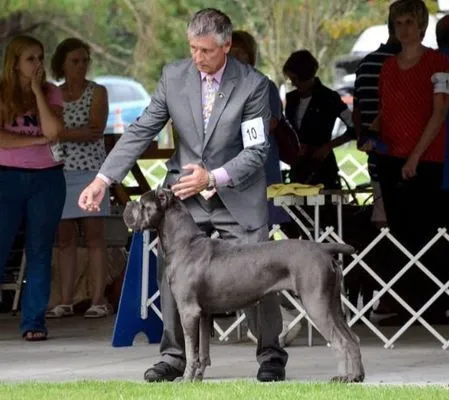 Blue Cane Corso set up for the judge by a handler at an outdoor conformation show