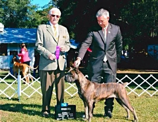 Brindle Cane Corso stacked for the judge on grass at an outdoor show