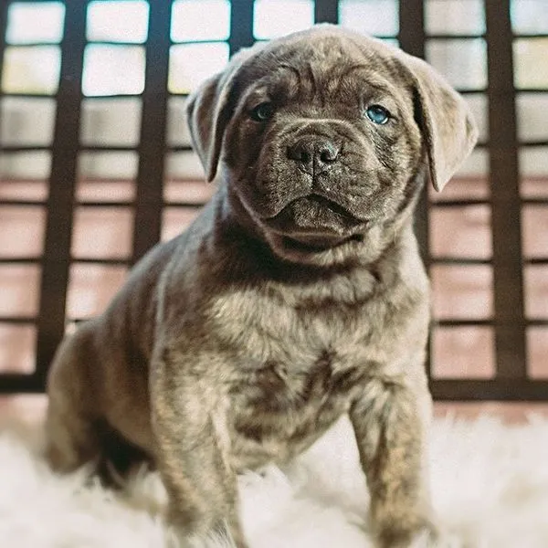 Bruno, a seven-week-old brindle Cane Corso puppy, standing on a white rug
