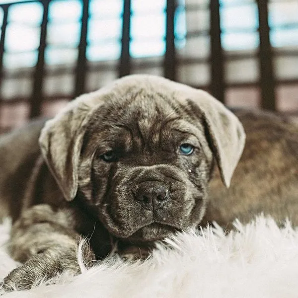 Bruno the brindle Cane Corso puppy lying down, showing his blue eyes