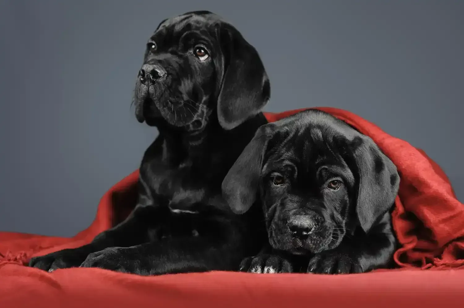 Two black Cane Corso puppies resting, available to reserve for Spring Hill, TN homes