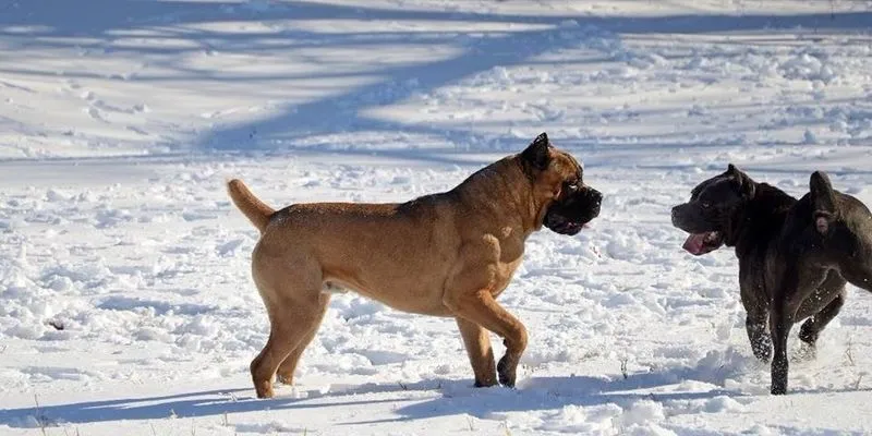 Fawn and black Cane Corsos running side by side across fresh snow