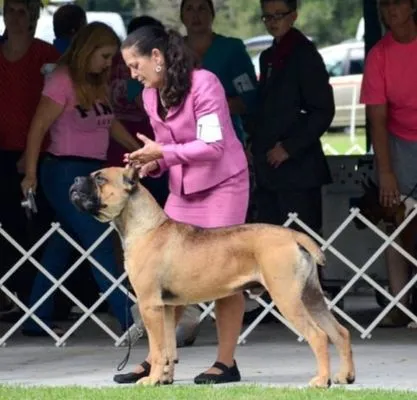 Fawn Cane Corso with a black mask stacked by a handler in an outdoor AKC show ring