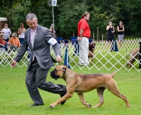 Fawn Cane Corso gaiting on grass beside its handler at an outdoor dog show