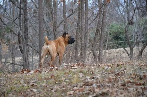 Fawn Cane Corso standing alert among bare trees on a winter day