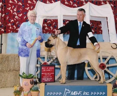 Fawn Cane Corso with its Best of Breed award at the Greater Fort Worth Dog Club
