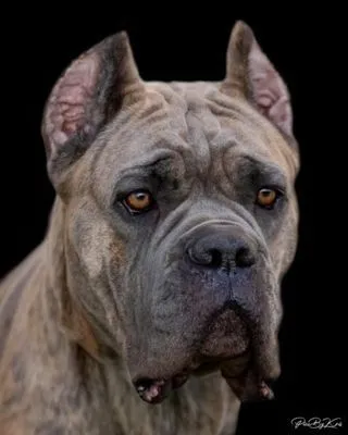 Head study of a brindle Cane Corso with cropped ears against a black backdrop