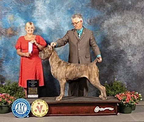 Brindle Cane Corso stacked on the ramp between its judge and handler