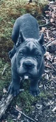 Blue Cane Corso puppy lying in fallen leaves outdoors