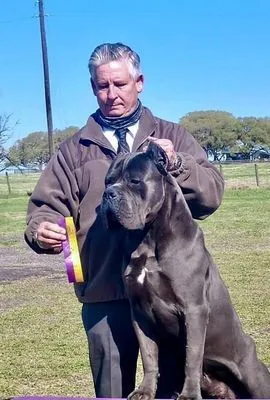 Handler kneeling beside a blue Cane Corso while holding its winning ribbon