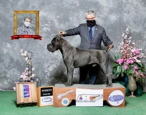Blue Cane Corso stacked on the winners platform after a major win