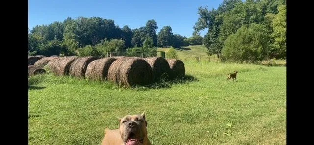 Fawn Cane Corso resting in a mown hay field beside round bales