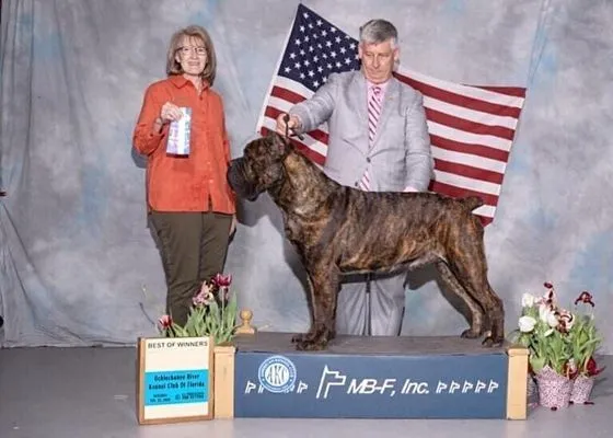 Brindle Cane Corso taking Best of Winners in front of an American flag backdrop
