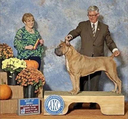Fawn Cane Corso taking Best of Breed at the Decatur Alabama Kennel Club